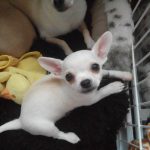 Chihuahua pup La Dama De Rosa Den Haag