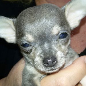 La Dama de Rosa, Chihuahua kennel