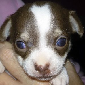 La Dama de Rosa, Chihuahua kennel