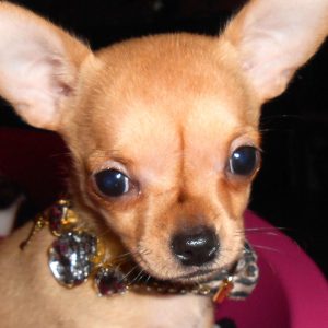 La Dama de Rosa, Chihuahua kennel