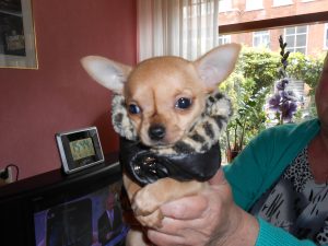 Chihuahua pup La Dama De Rosa Den Haag