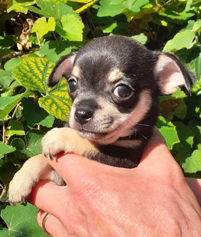 Civiel tapijt Gemiddeld La Dama de Rosa – Chihuahua Kennel – Den Haag